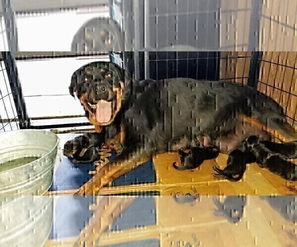 Medium Photo #33 Rottweiler Puppy For Sale in RIEGELWOOD, NC, USA