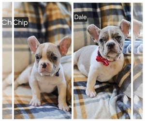 French Bulldog Litter for sale in MINERAL WELLS, WV, USA