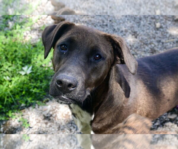 Medium Photo #4 Boxador Puppy For Sale in Tracy City, TN, USA