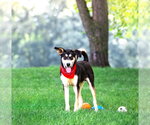 Small #8 Siberian Husky Mix
