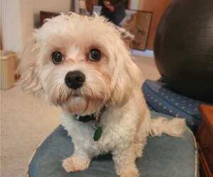Mother of the Cavachon-Shih Tzu Mix puppies born on 04/04/2025