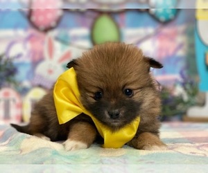 Pomeranian Puppy for sale in LANCASTER, PA, USA