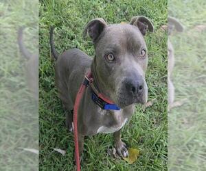 American Staffordshire Terrier Dogs for adoption in Fort Lauderdale, FL, USA