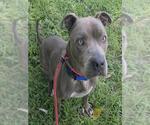 SCOOB - Male American Staffordshire Terrier Dog for Adoption - Small photo