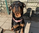 Small Photo #1 Rottweiler Puppy For Sale in ELLENSBURG, WA, USA