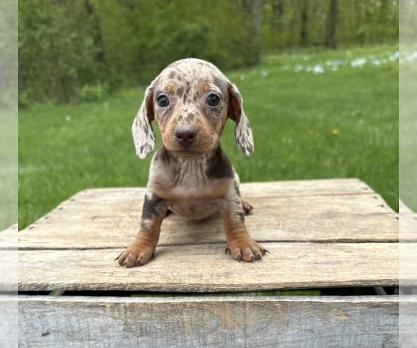 Medium Photo #2 Dachshund Puppy For Sale in MIDDLEBURY, IN, USA