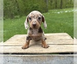 Small #1 Dachshund