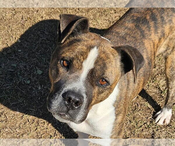 Medium Photo #1 American Bulldog-Unknown Mix Puppy For Sale in Anniston, AL, USA