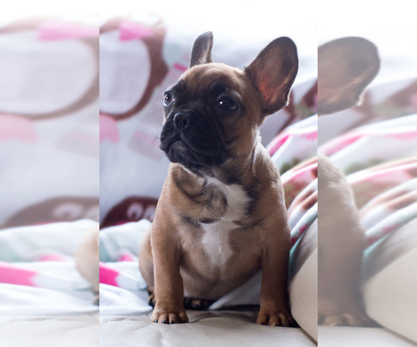 Medium Photo #3 French Bulldog Puppy For Sale in BAY VIEW, WI, USA
