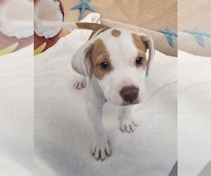 American Pit Bull Terrier-Unknown Mix Dogs for adoption in Augusta, GA, USA