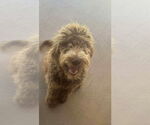 Small Poodle (Standard) Mix