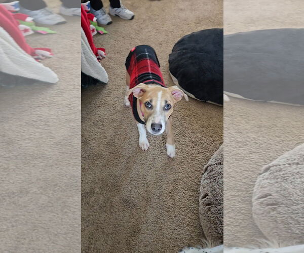 Medium Photo #2 American Pit Bull Terrier-Unknown Mix Puppy For Sale in Minneapolis, MN, USA