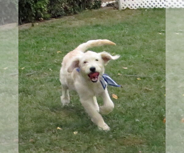 Medium Photo #2 Golden Retriever-Unknown Mix Puppy For Sale in Grovertown, IN, USA