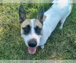 Small Akita Mix