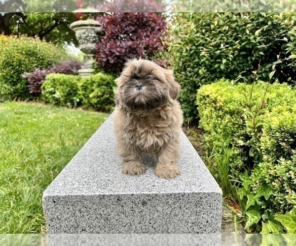 Medium Photo #32 Shih Tzu Puppy For Sale in HAYWARD, CA, USA