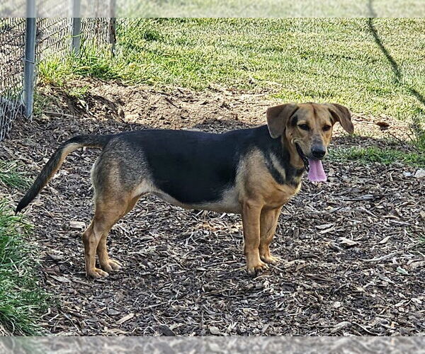 Medium Photo #1 Beagle-Unknown Mix Puppy For Sale in Bloomingdale, NJ, USA