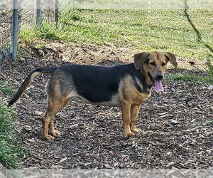 Beagle-Unknown Mix Dogs for adoption in Bloomingdale, NJ, USA