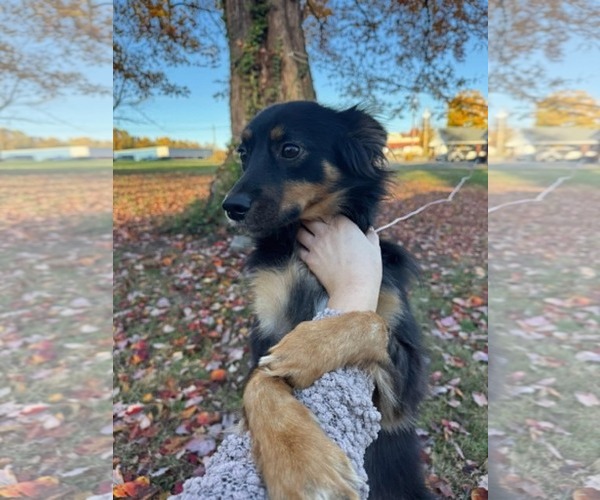 Medium Photo #3 Australian Shepherd-Unknown Mix Puppy For Sale in Crystal, MN, USA