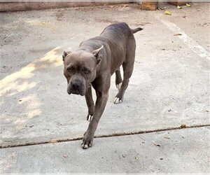 Mutt Dogs for adoption in Stockton, CA, USA
