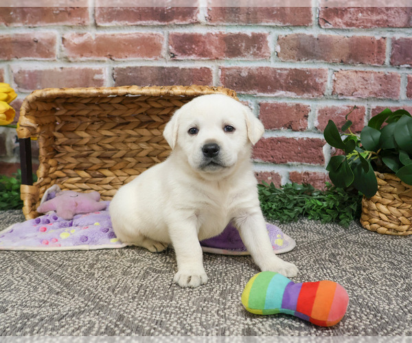 Medium Photo #5 Labrador Retriever Puppy For Sale in SYRACUSE, IN, USA
