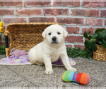 Small #4 Labrador Retriever