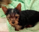 Small #2 Yorkshire Terrier