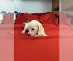 Small #4 Dachshund