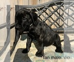 Small Photo #15 Presa Canario Puppy For Sale in LEVITTOWN, PA, USA