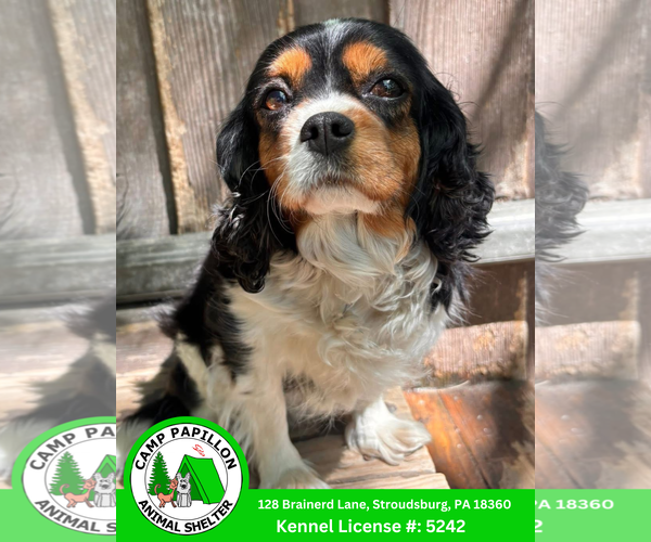Medium Photo #1 Cavalier King Charles Spaniel Puppy For Sale in Stroudsburg, PA, USA