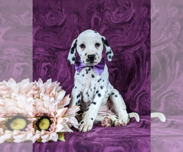 Medium Photo #3 Dalmatian Puppy For Sale in QUARRYVILLE, PA, USA