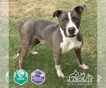 Small #1 American Pit Bull Terrier