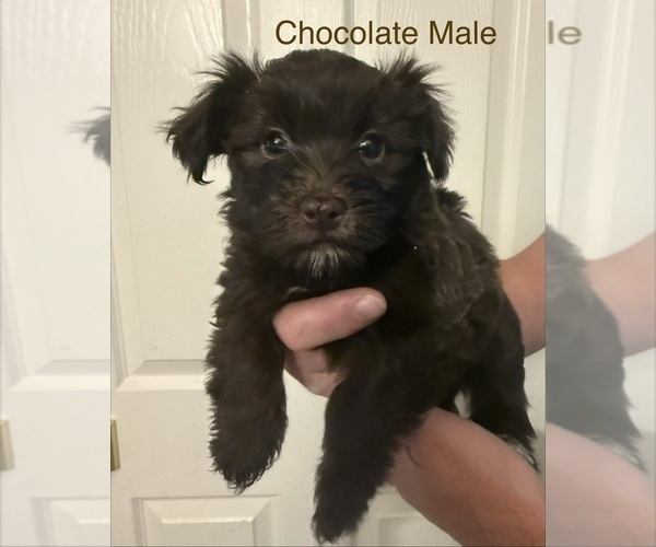 Medium Photo #1 Havanese Puppy For Sale in KOKOMO, IN, USA
