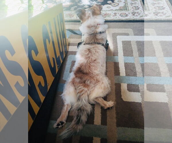 Medium Photo #9 Parson Russell Terrier-Unknown Mix Puppy For Sale in Princeton, MN, USA