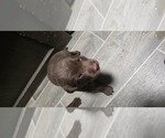 Small #1 Labrador Retriever