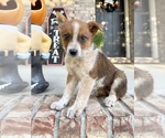 Small #2 Australian Cattle Dog