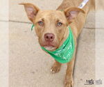 Small #5 Retriever  Mix