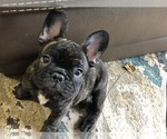 Small Photo #7 French Bulldog Puppy For Sale in BUCHANAN DAM, TX, USA