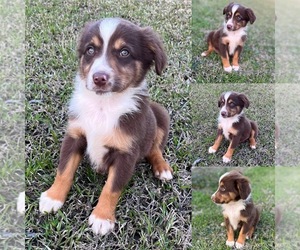 Miniature Australian Shepherd Puppy for sale in BROOKER, FL, USA