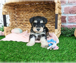 Small #1 Schnauzer (Miniature)