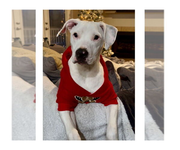 Medium Photo #8 Argentinian Mastiff-Unknown Mix Puppy For Sale in Mooresville, NC, USA