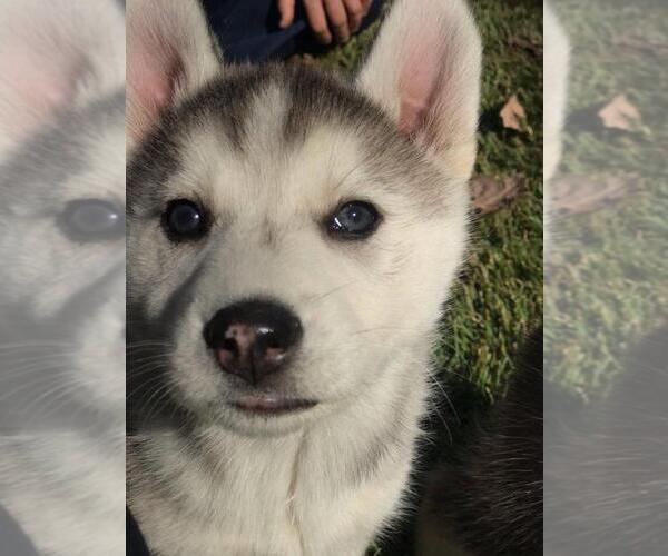 Medium Photo #1 Wolf Hybrid Puppy For Sale in HARRISON, AR, USA