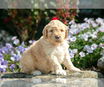 Puppy Caleb Goldendoodle (Miniature)