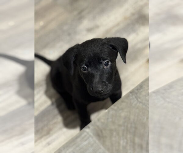Medium Photo #1 Labrador Retriever-Unknown Mix Puppy For Sale in San Diego, CA, USA
