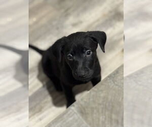 Medium Labrador Retriever Mix