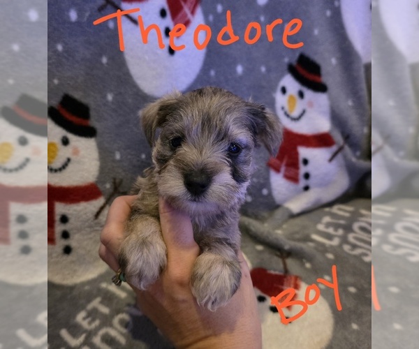 Medium Photo #11 Chizer Puppy For Sale in MONTEZUMA, GA, USA