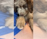 Small Photo #58 Aussiedoodle Puppy For Sale in LONGWOOD, FL, USA