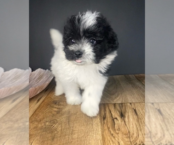 Medium Photo #3 Pomeranian-Poodle (Toy) Mix Puppy For Sale in PORTAGE, MI, USA