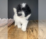 Small Photo #3 Pomeranian-Poodle (Toy) Mix Puppy For Sale in PORTAGE, MI, USA