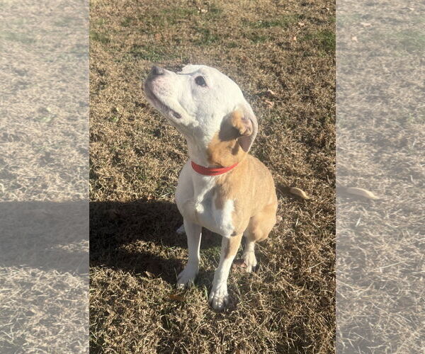 Medium Photo #7 Bulldog-Unknown Mix Puppy For Sale in Raleigh, NC, USA