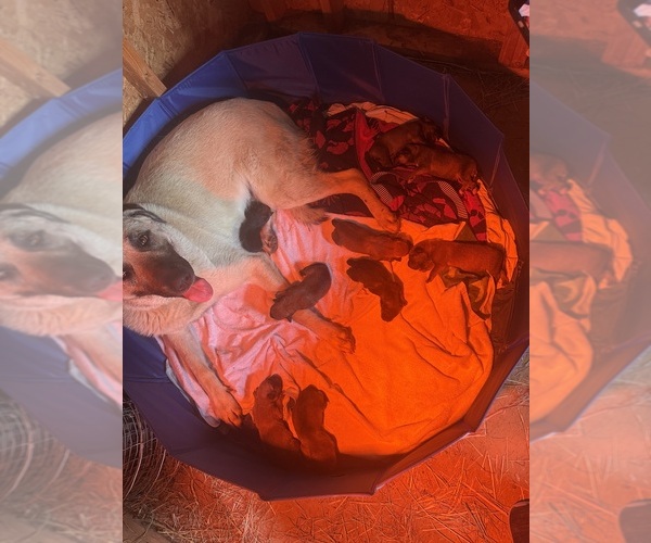 Medium Photo #3 Anatolian Shepherd-English Mastweiler Mix Puppy For Sale in IRWIN, PA, USA